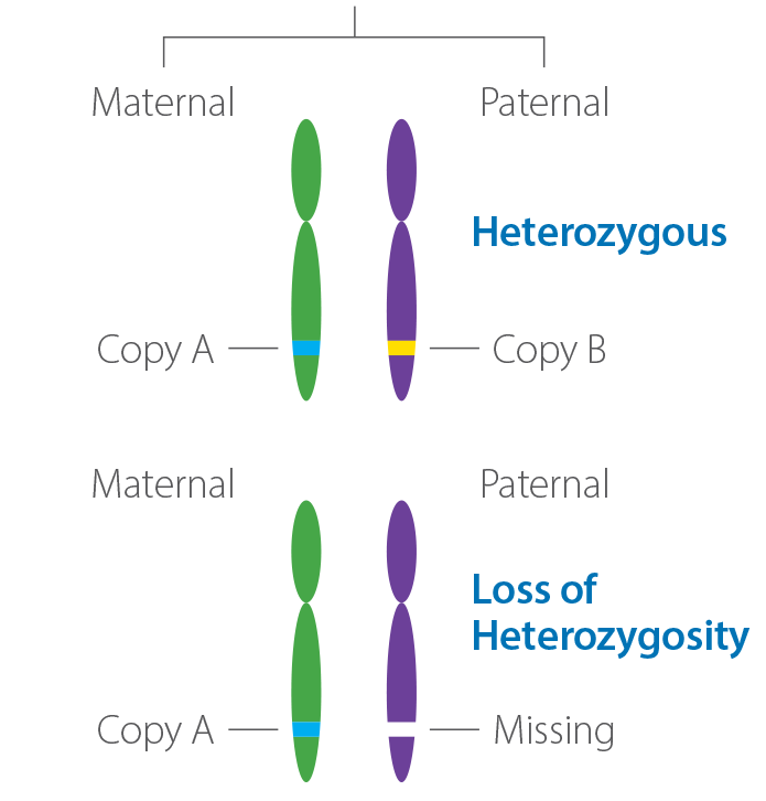 Loss of Heterozygosity Example Image | Caris Life Sciences