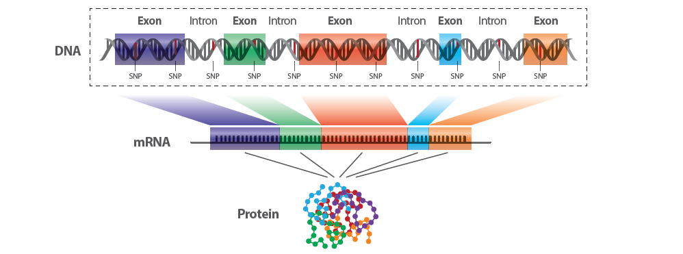 Whole Exome Sequencing Example Gene