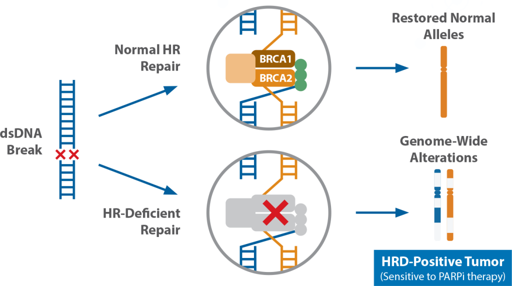 Homologous Recombination Deficiency and PARPi Therapy